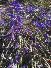 Polygala microphylla