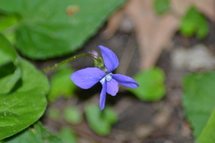 Viola cucullata