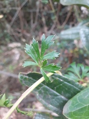 Niphogeton ternata