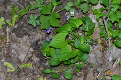 Viola cucullata