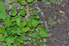Viola cucullata