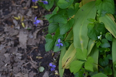 Viola cucullata