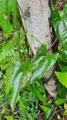 Dioscorea transversa