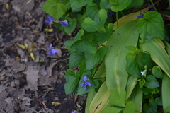 Viola cucullata