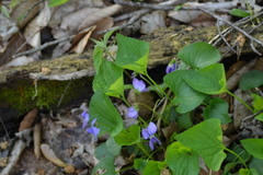 Viola cucullata