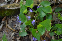 Viola cucullata