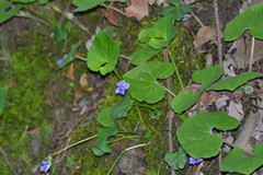 Viola cucullata