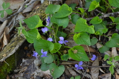 Viola cucullata
