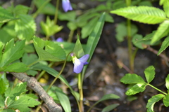 Viola cucullata