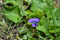 Viola cucullata