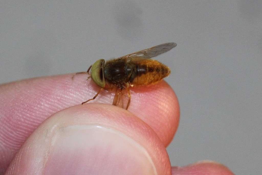 Atylotus bicolor