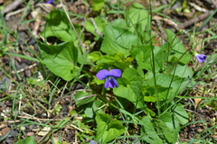 Viola cucullata