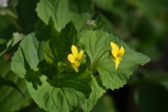Viola eriocarpa