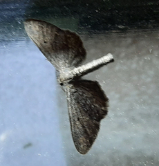 Geometridae