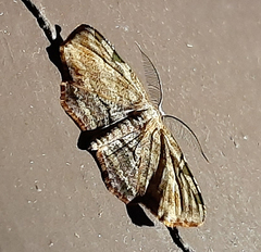Achrosis intexta