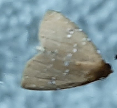 Lepidoptera