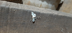 Lepidoptera