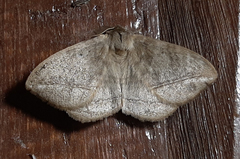 Eupterotidae