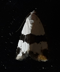Noctuoidea