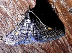 Herminiinae