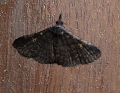 Herminiinae
