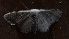 Sterrhinae