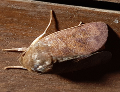 Lepidoptera