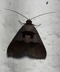 Erebidae