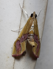 Agathodes ostentalis