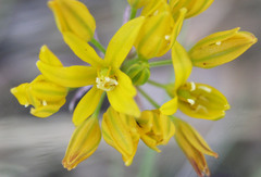 Triteleia lemmoniae