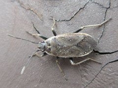 Pyrrhocoris