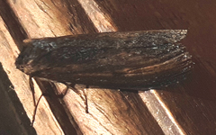 Noctuidae