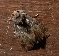 Noctuidae