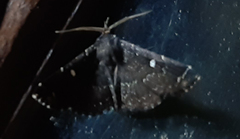 Herminiinae