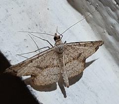 Geometridae