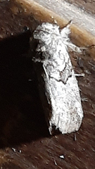 Noctuoidea