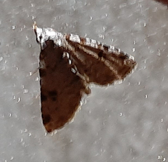 Lepidoptera