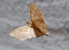 Lepidoptera