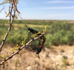 Phyllomydas phyllocerus