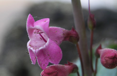Penstemon clutei