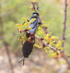 Phyllomydas phyllocerus