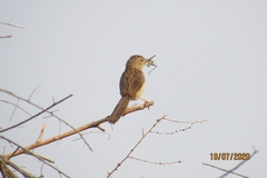 Prinia lepida