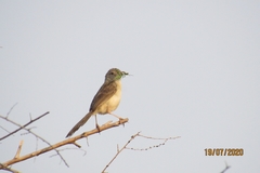 Prinia lepida
