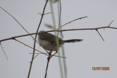 Prinia lepida