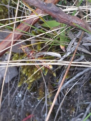 Agesander ruficornis