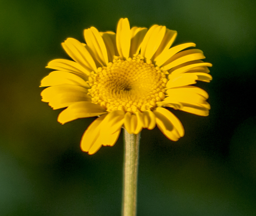 Dyer's chamomile (Cota tinctoria)