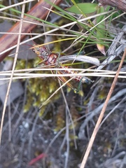 Agesander ruficornis