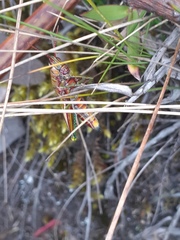 Agesander ruficornis