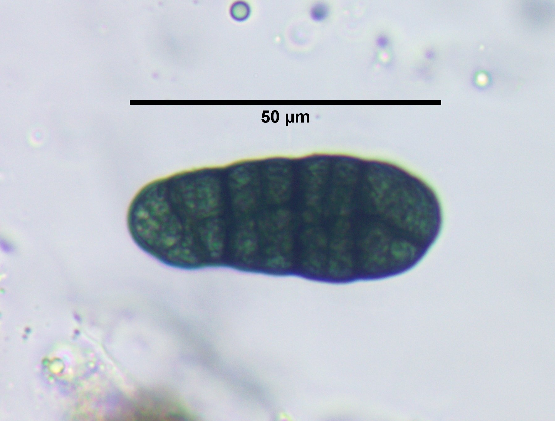 Rhizocarpon macrosporum