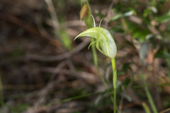 Pterostylis acuminata